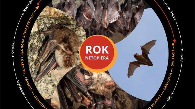 Ako prežívajú netopiere jednotlivé obdobia v roku?