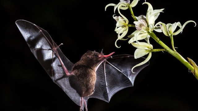 Milióny superhrdinov - ekologická úloha a svetová rozmanitosť netopierov